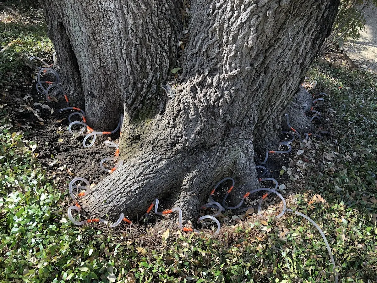 Detailed Tree Cabling and Bracing job site in Vici