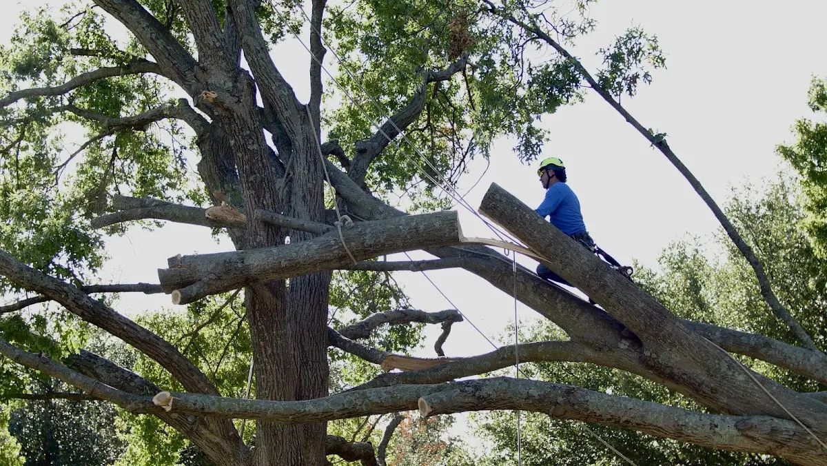 Professional Crown Thinning performed by certified arborists in Vici